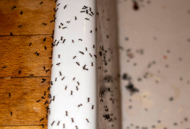 Best Best Pest Control Companies  in Watsontown, PA
